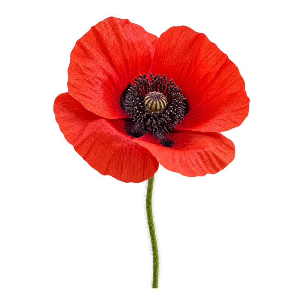 poppy