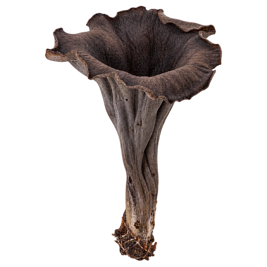 black trumpet