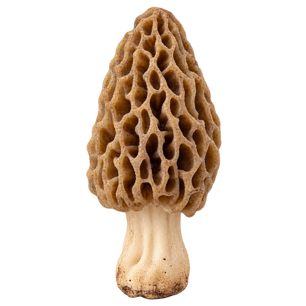 morel