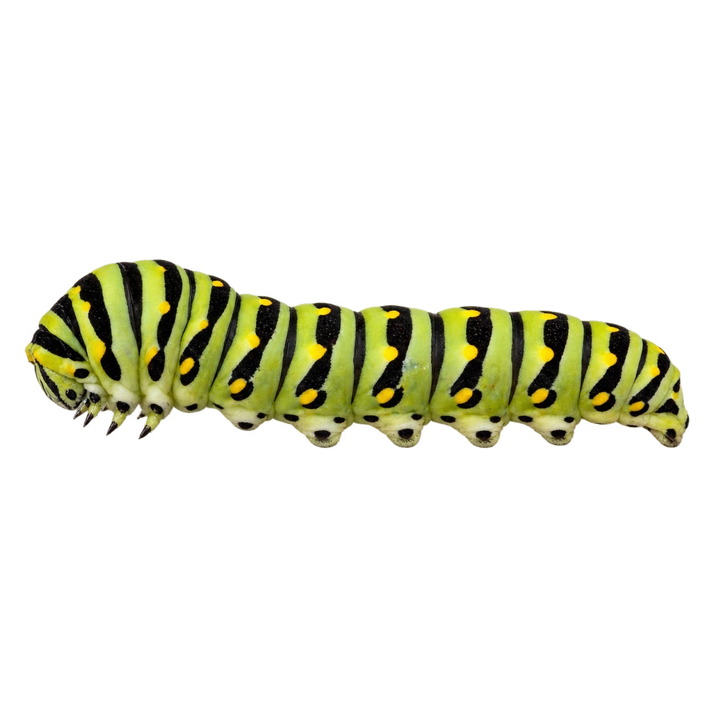 caterpillar