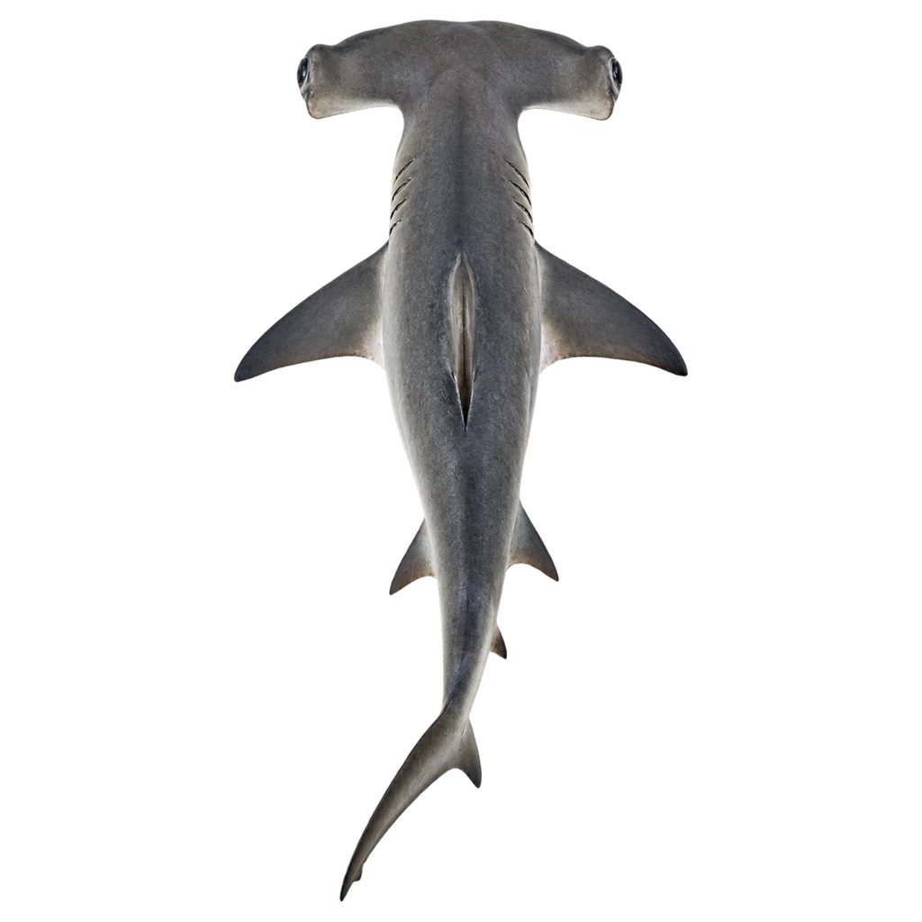 hammerhead shark
