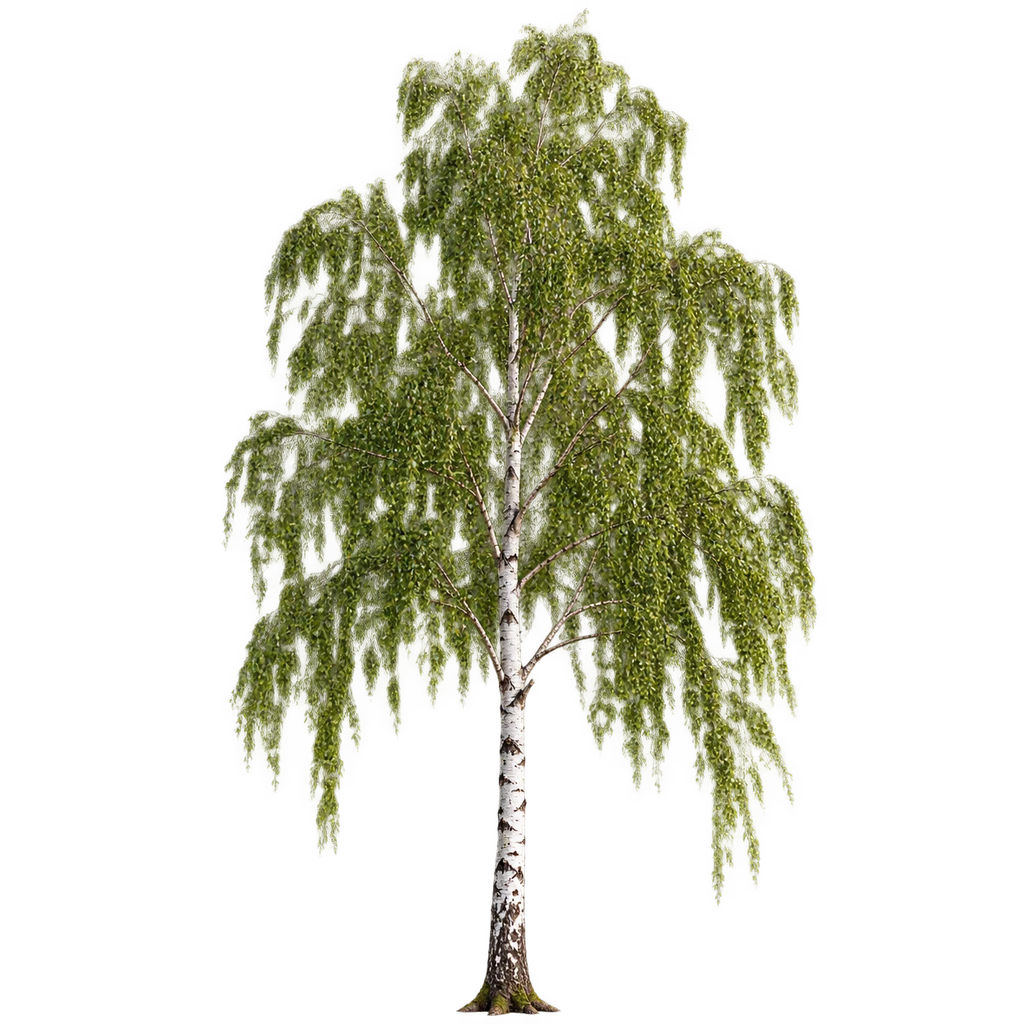 birch
