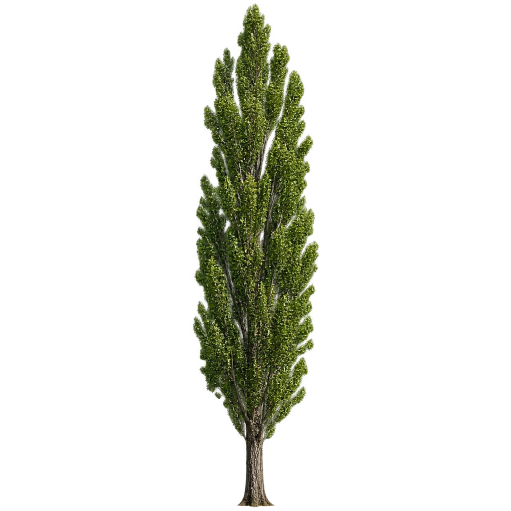 poplar